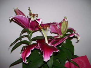 Lily Blossoms